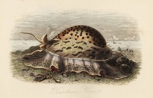 Porcellana tigre, Cypraea tigris da Adolph (after) Fries