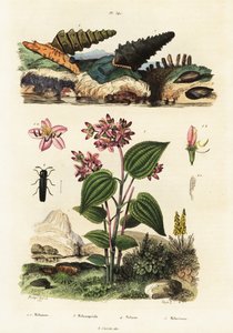 Lumache trombetta, coleotteri soldato e Clidemia, 1834-1839 (incisione) da Adolph (after) Fries