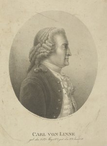 Ritratto di Carl Linnaeus