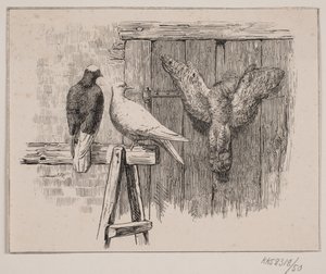 Le colombe da Johan Adolph Kittendorff