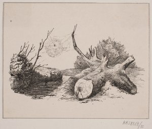 Il ragno da Johan Adolph Kittendorff