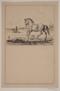 Il cavallo nell