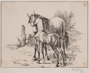 Il cavallo e il puledro