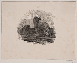 Il barboncino da Johan Adolph Kittendorff