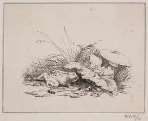 Il rospo da Johan Adolph Kittendorff