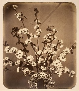 Natura morta floreale