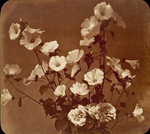 Studio di fiori, Rosa di Sharon