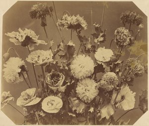 [Fiori] da Adolphe Braun