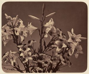 [Fiori]