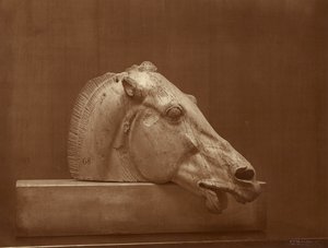[Testa di cavallo proveniente dal frontone del Partenone, British Museum] da Adolphe Braun