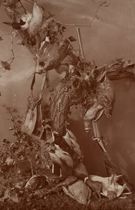 [Still Life: Dead Game] da Adolphe Braun
