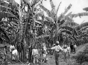 Piantagione di banane, Giamaica, c1905