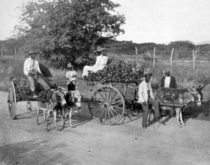 Carri di legno, Giamaica, c1905 da Adolphe Duperly and Son