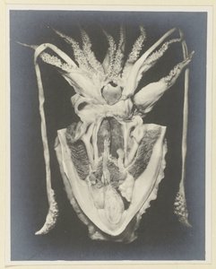Anatomia di una seppia