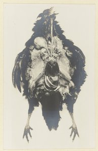 Anatomia di un pollo da Adolphe Louis Donnadieu
