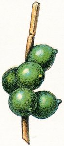 Uova di seppia da Adolphe Philippe Millot