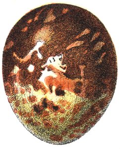 Uovo di falco pecchiaiolo (Pernis apivorus), 1923 da Adolphe Philippe Millot