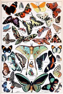 Illustrazione di farfalle e falene c.1923 da Adolphe Philippe Millot