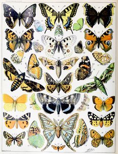 Illustrazione di farfalle e falene c.1923