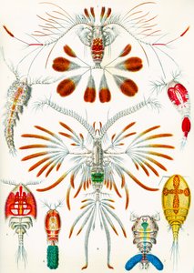 Illustrazione di copepodi c.1909 da Adolphe Philippe Millot
