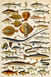 Illustrazione di pesci commestibili c.1923