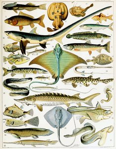 Illustrazione di pesce c.1923