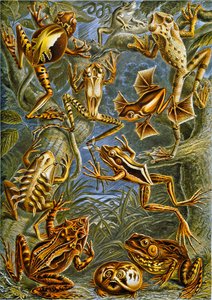 Illustrazione di rane e rospi c.1909 da Adolphe Philippe Millot