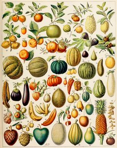 Illustrazione di frutta c.1923