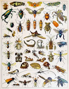 Illustrazione di insetti c.1923