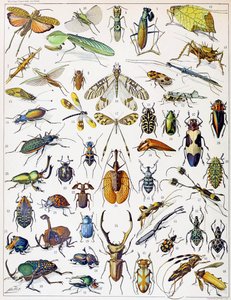Illustrazione di insetti c.1923