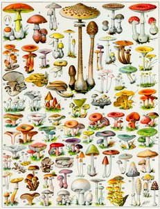 Illustrazione di funghi c.1923