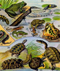 Illustrazione di rettili e anfibi c.1923 da Adolphe Philippe Millot