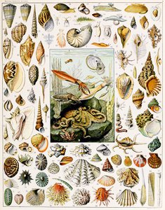 Illustrazione di conchiglie c.1923
