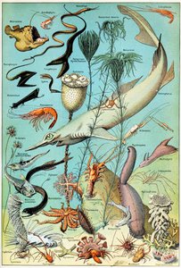 Illustrazione di una scena subacquea in acque profonde c.1923