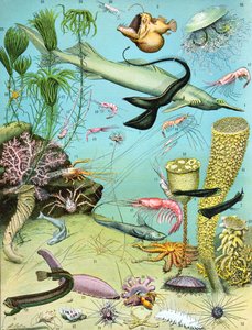 Illustrazione di un ecosistema di acque profonde c.1923 da Adolphe Philippe Millot