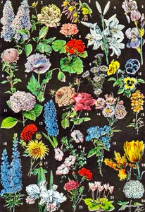 Illustrazione di fiori da giardino c.1923