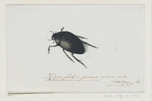 Coleottero nero (Hydrophilus picens)
