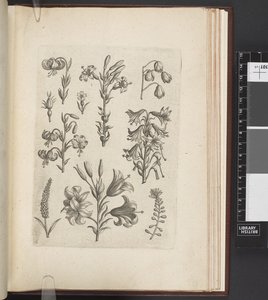 Illustrazione di piante, 