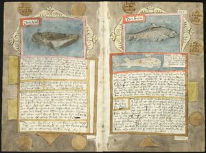 Visboeck di Adriaen Coenen - KB 78 E 54 - folios 210v (sinistra) e 211r (destra)