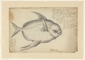 Pesce re (Lampris guttatus)