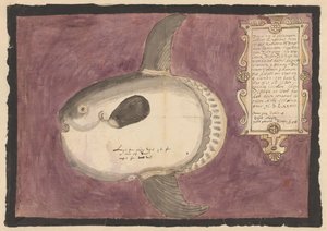 Pesce luna (Mola mola)