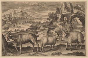 Una capra, una pecora e un montone da Adriaen Collaert