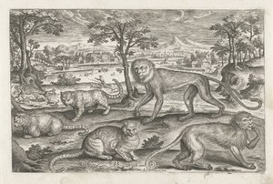 Scimmie e gatti da Adriaen Collaert