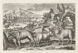 Bok en schapen da Adriaen Collaert