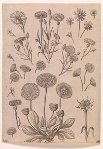 Fiordalisi da Adriaen Collaert