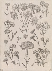 Narcisi da Adriaen Collaert