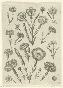 Diverse garofani da Adriaen Collaert