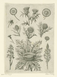 Diverse carde da Adriaen Collaert
