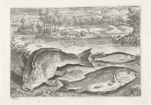 Tre carpe su una riva (Pesci) (Piscivm vivae icones) da Adriaen Collaert
