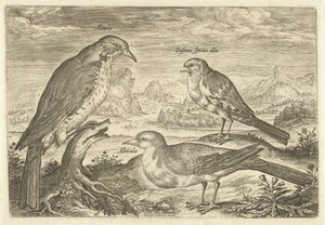Tre uccelli in un paesaggio